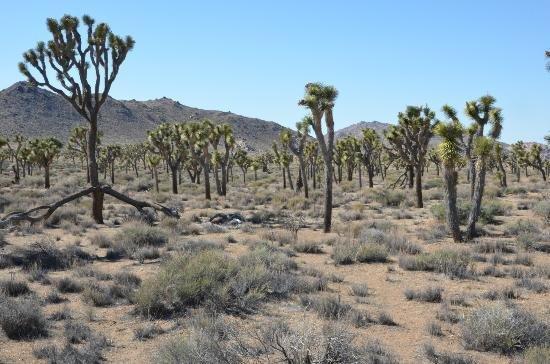 9 Palms Inn Twentynine Palms Εξωτερικό φωτογραφία
